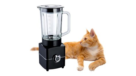 twitter cat blender|What Is The Disturbing Cat Blender Video And Why Are They。